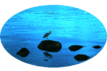 A solitary heron in tune with nature’s rhythm in Stanley Park - Vancouver BC Canada - The Eden Healing Centre. ©